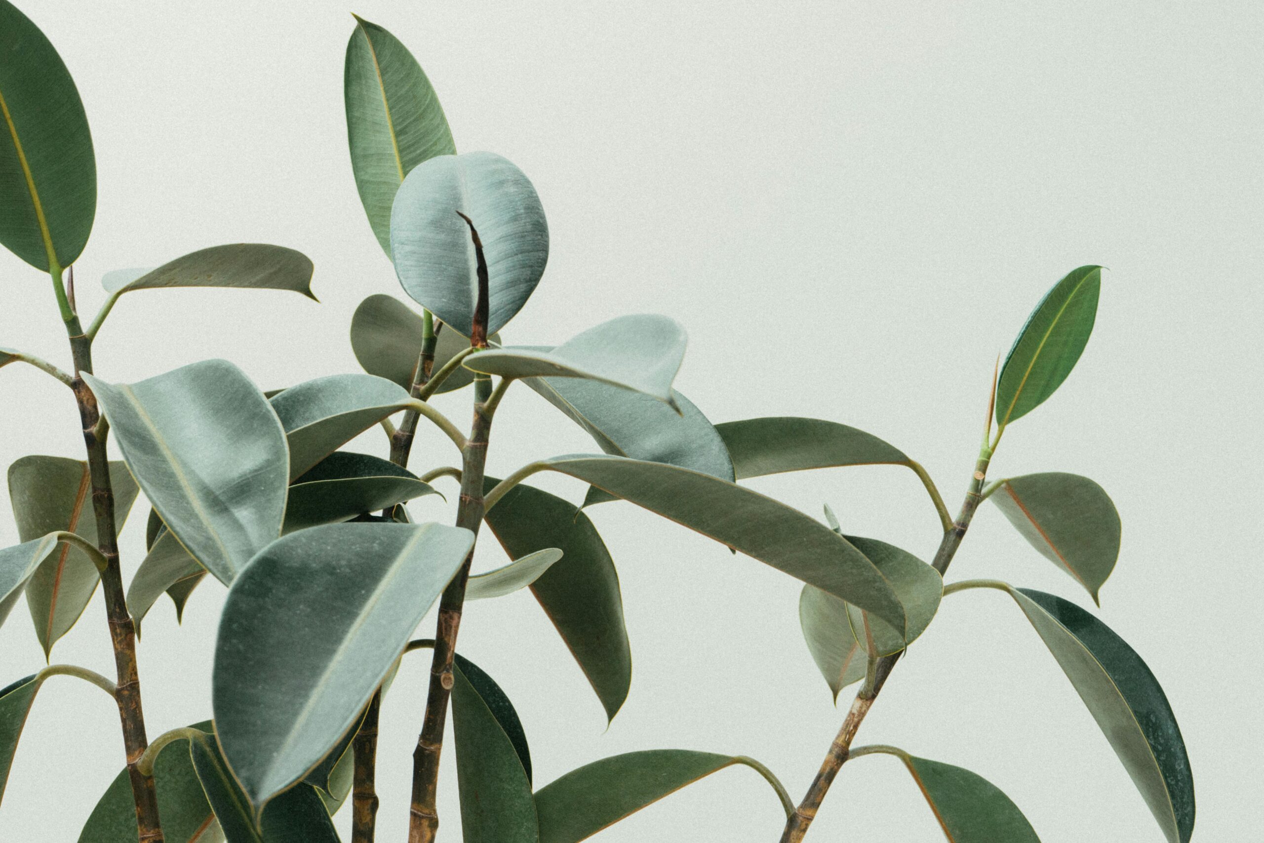 Elegant close-up of rubber plant leaves in a minimalist and natural composition.