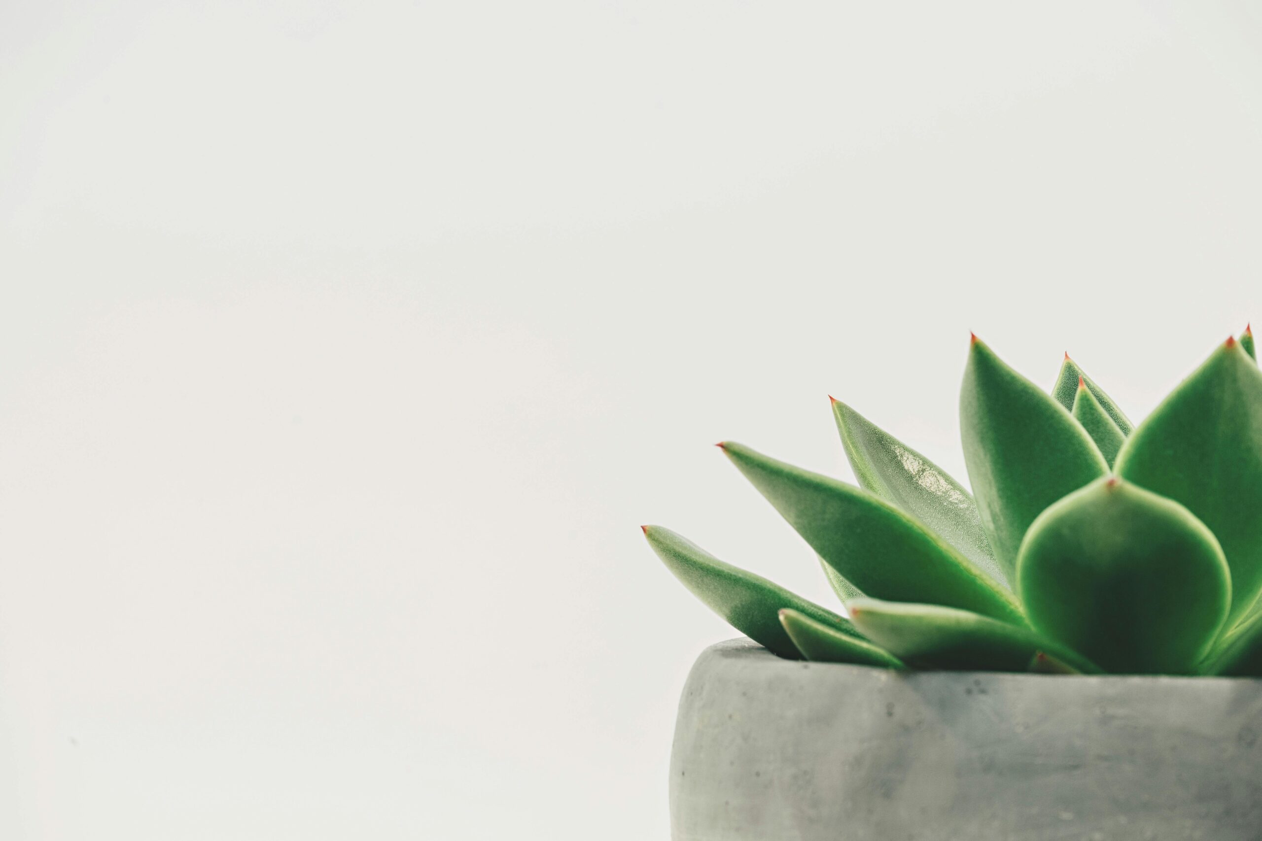 Close-up of a green succulent plant in a pot against a white background.